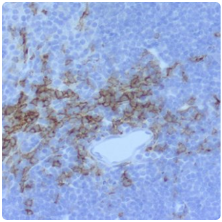 Immune Cells