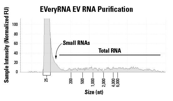 Isolate total RNA from EVs with EVeryRNA