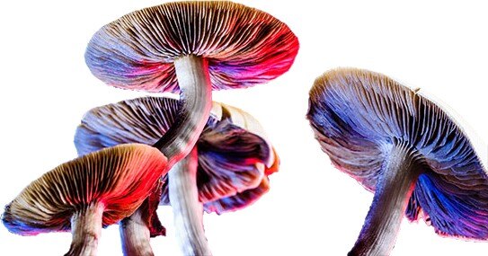 Psychedelic drug reference standards