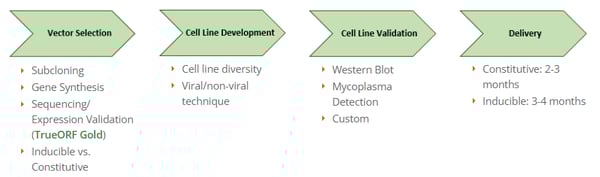 Overexpression stable cell lines