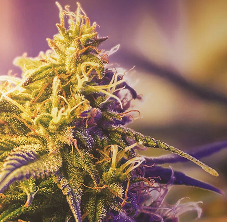 Phytocannabinoids