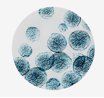 Discover the world of 3D Cell Culture