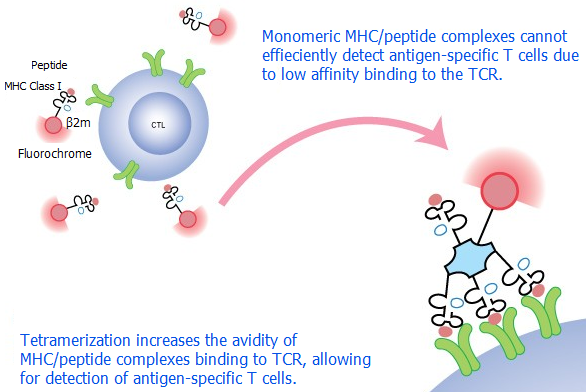 MHC Tetramers and antigen-specific T cell receptors